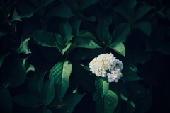 紫陽花に寄せる想い x