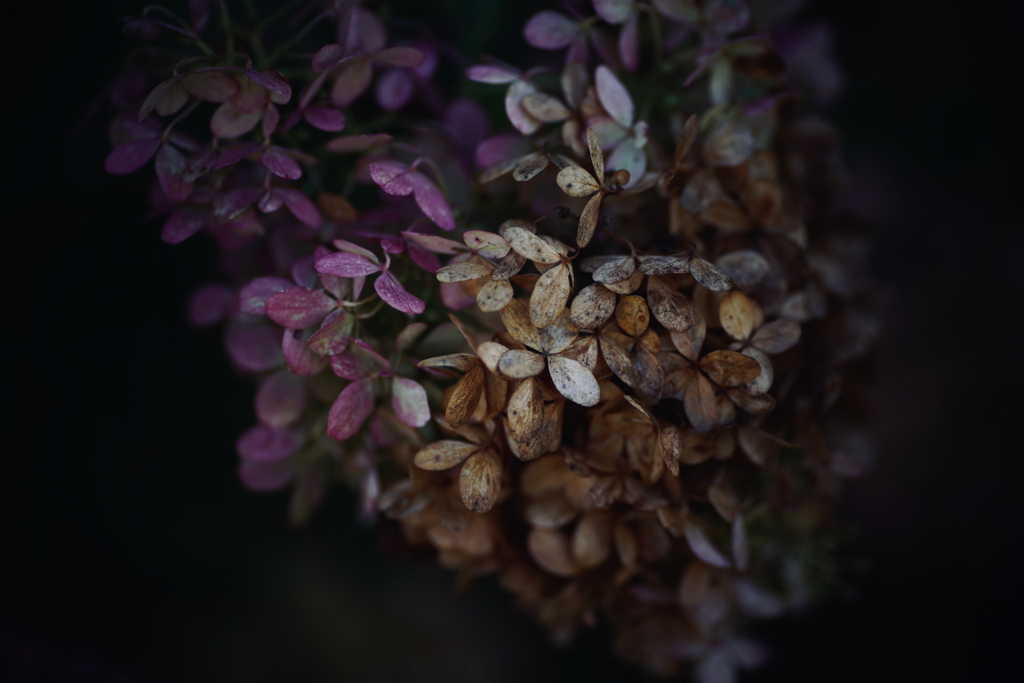 紫陽花に寄せる想い 補遺 13