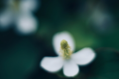 立ち上がる花芯