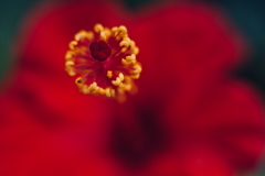 花芯 d