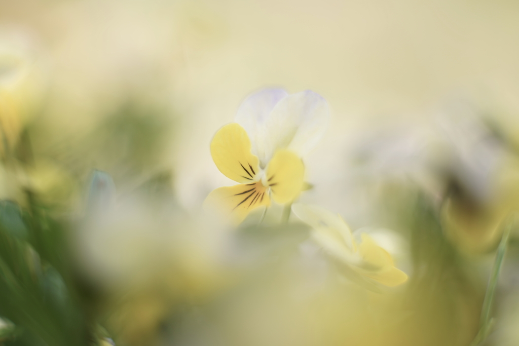 路傍の花 t