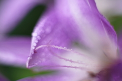 地には花 6 地には花 6