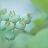 まだまだ青い