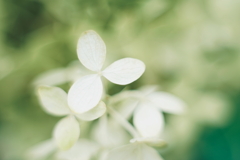 紫陽花に寄せる想い 補遺 6
