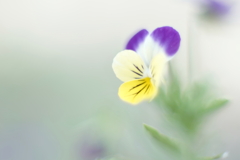 淡く咲く n