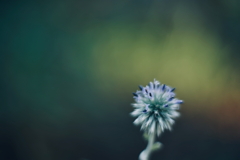 順調開花