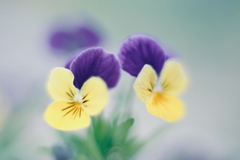 路傍の花 u
