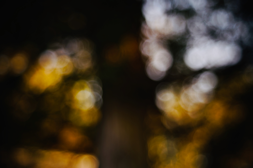 冬色木漏れ日 out of focus