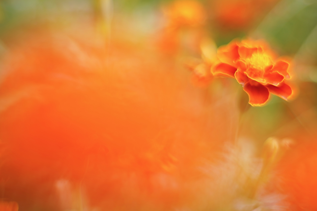 オレンジ色の刻 d