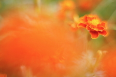 オレンジ色の刻 d