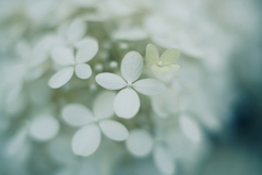 紫陽花に寄せる想い w