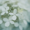 紫陽花に寄せる想い w