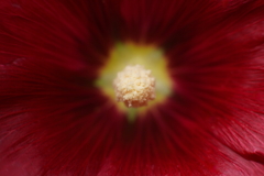 花芯 c