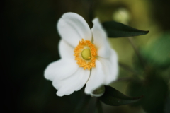 白く咲く花・庭にて