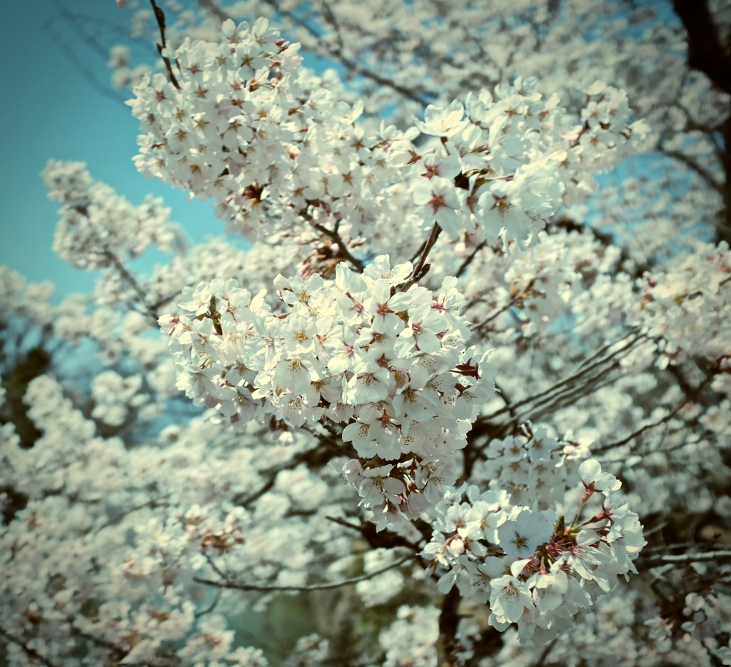 今年の桜