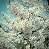 今年の桜