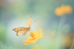 晩夏の蝶