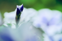 つぼみ