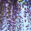 藤の香り b