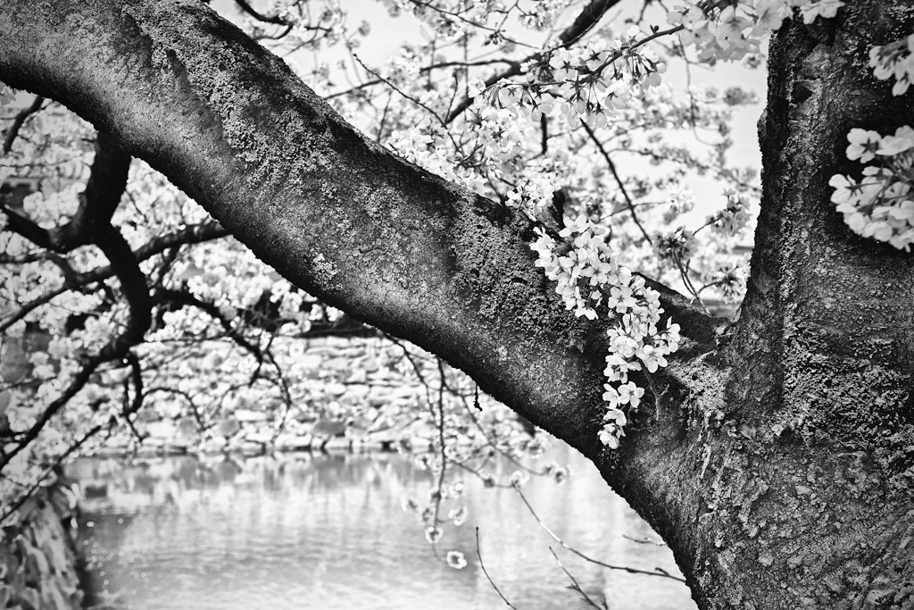 今年の桜2