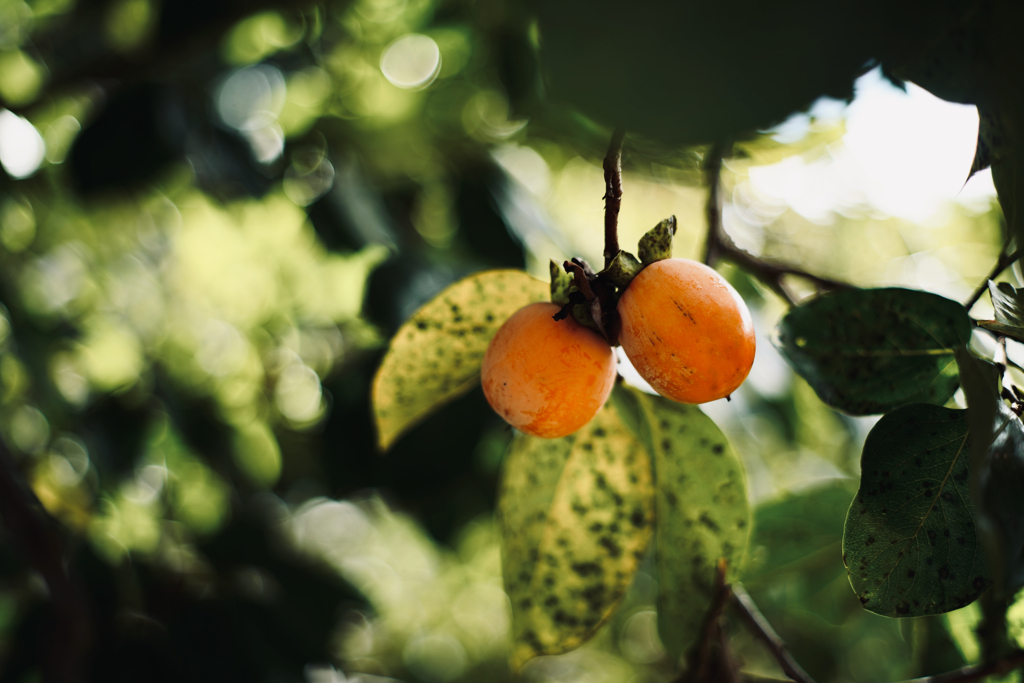 秋の果実