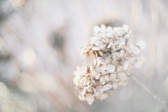 冬紫陽花 20