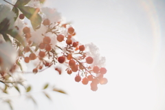 冬の陽の記憶
