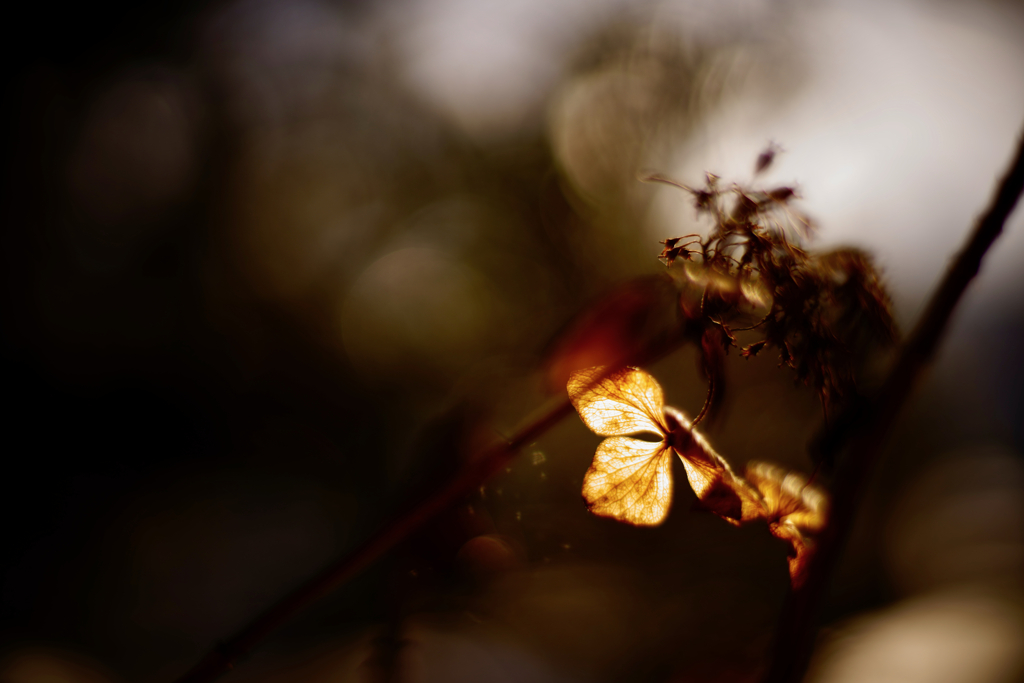 紫陽花に寄せる想い 補遺 23