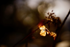 紫陽花に寄せる想い 補遺 23