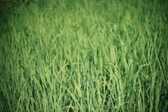 生育