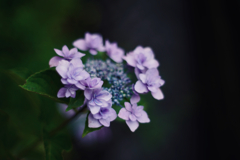 紫陽花探訪 f