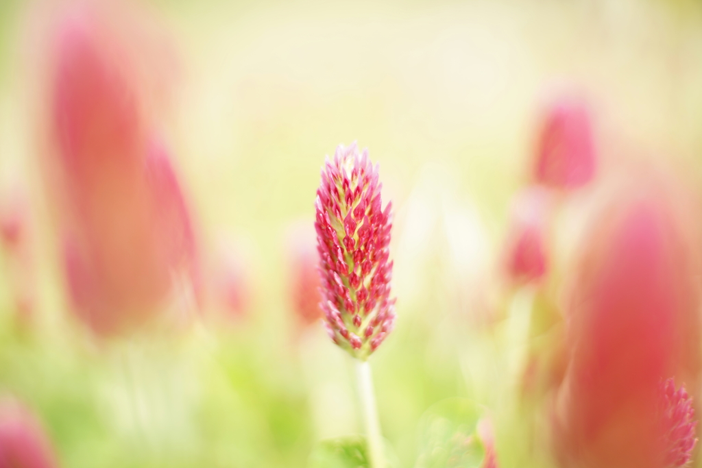 路傍の花 z