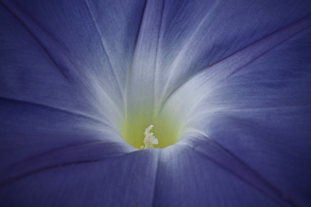 光る花芯