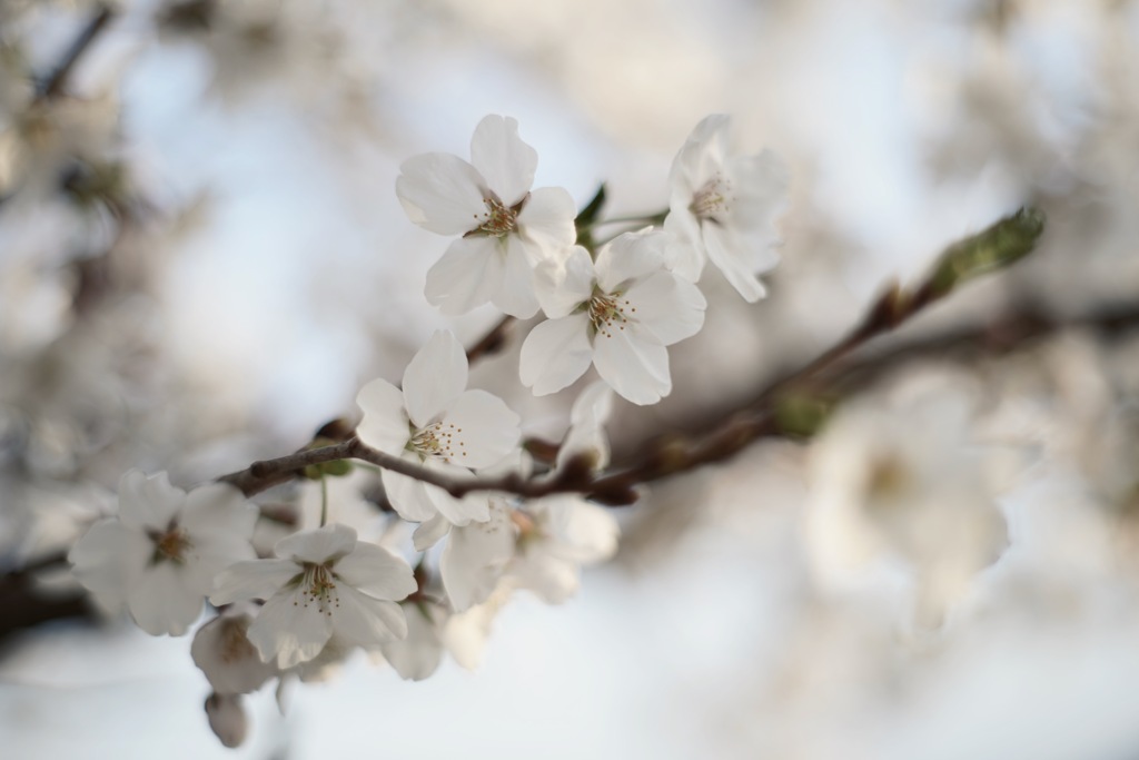 今年の桜