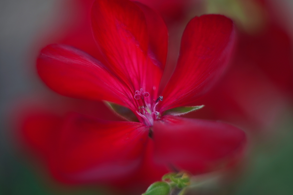 花芯がくるりん