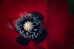 花芯 a