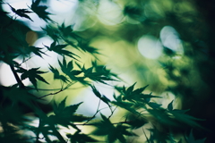 青もみじ a