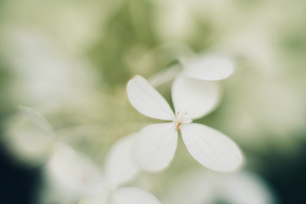 紫陽花に寄せる想い 補遺 8