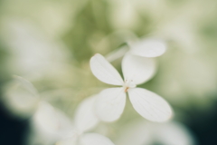 紫陽花に寄せる想い 補遺 8