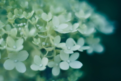 紫陽花に寄せる想い q
