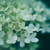 紫陽花に寄せる想い q