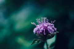 雨のモナルダ
