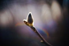 春遠からじ.jpg(Planar