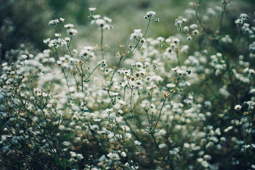 白い花咲く野辺 2