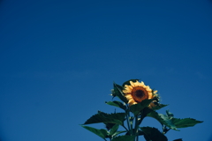 夏！