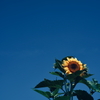 夏！
