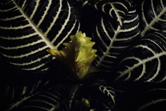 立ち上がる花