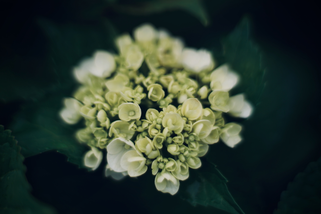 紫陽花に寄せる想い j