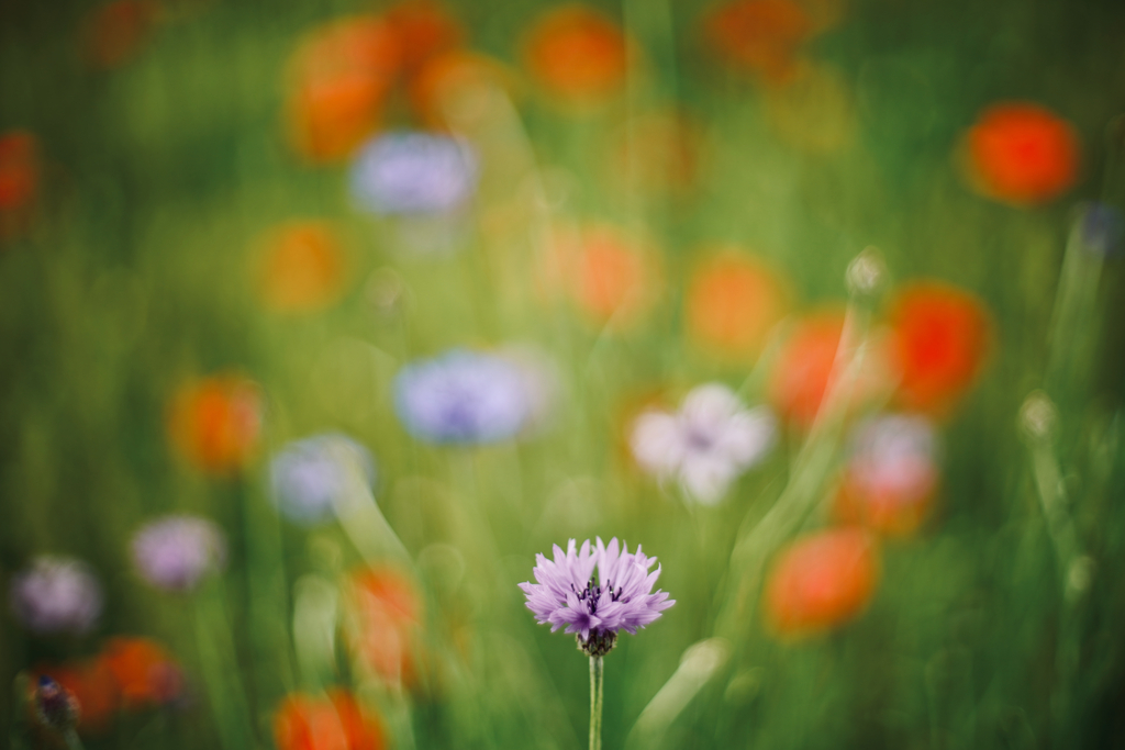 印象・野の花