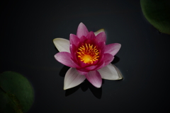 小睡蓮